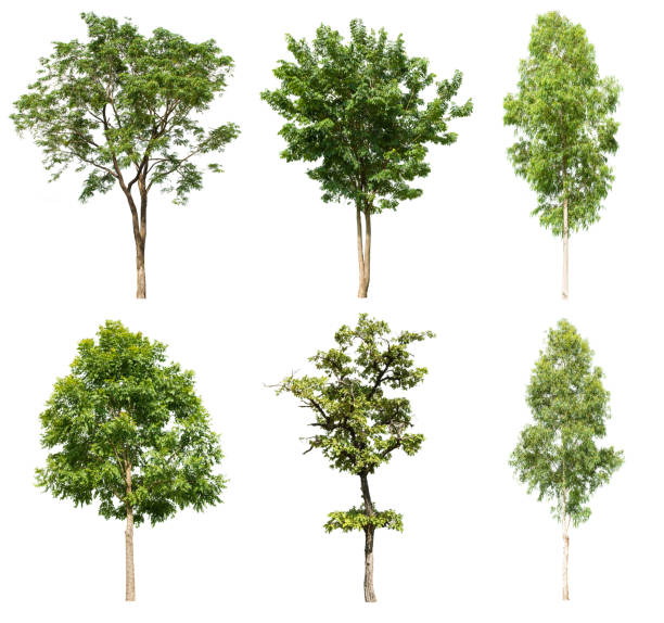 istock Collection of isolated tree on white background in high definition 517305116
