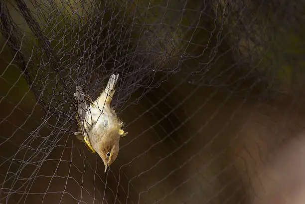 Willow warbler captured in the mist net