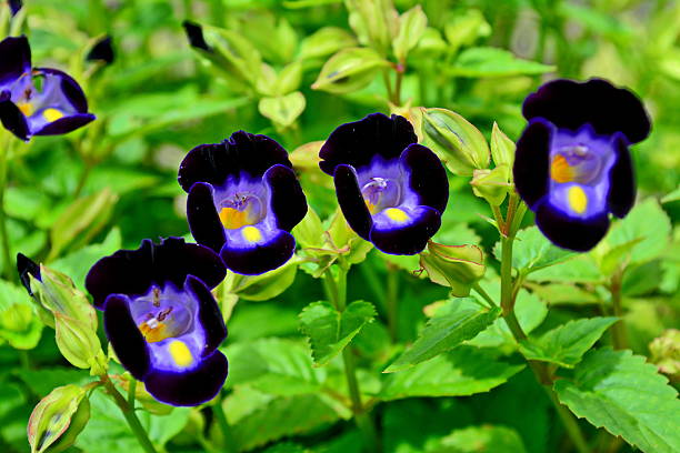 istock Beautiful flowers Torenia 517305406