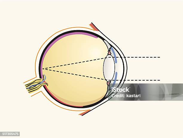 Human Eye Diagram Stock Illustration - Download Image Now - Biology, Diagram, Illustration