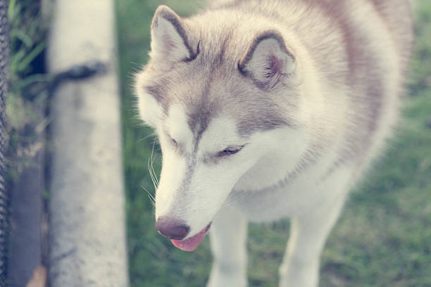 istock Portrait of Siberian Husky 517305887