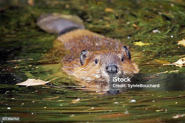 Photo libre de droit de Piscine De Beaver banque d'images et plus d'images libres de droit de Castor - Rongeur - Castor - Rongeur, Castor - Castor et Pollux, Canada