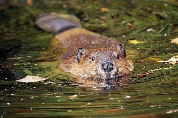 nadar castor - north american beaver fotos imagens e fotografias de stock