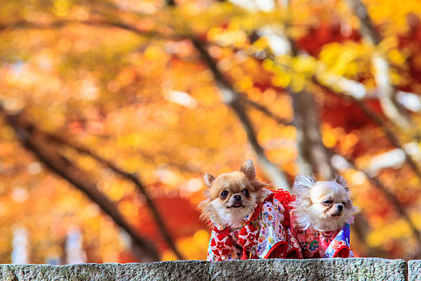 istock Dog Wearing A Yukata 517306763