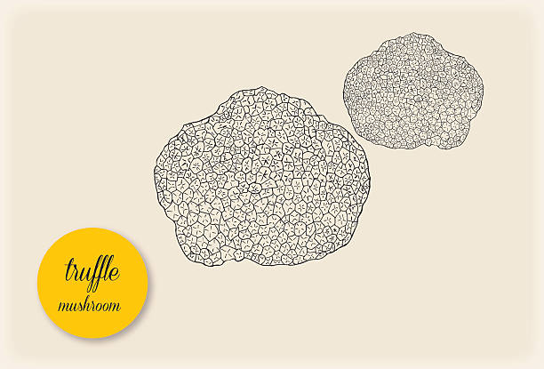 illustrations, cliparts, dessins animés et icônes de truffe champignons. illustration dessiné à la main - truffe champignon