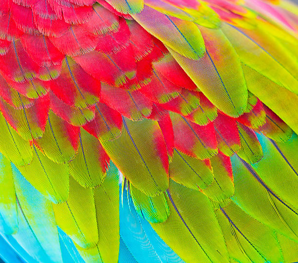 istock close up of colorful feathers 517308505