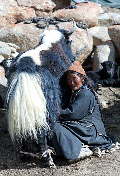 Tibetan woman with yak in Ladakh, North India Ladakh, India - June 15, 2012: Tibetan nomadic woman in national clothes milking yak cow by hands in Jammu and Kashmir, North India india indigenous culture indian culture women stock pictures, royalty-free photos & images