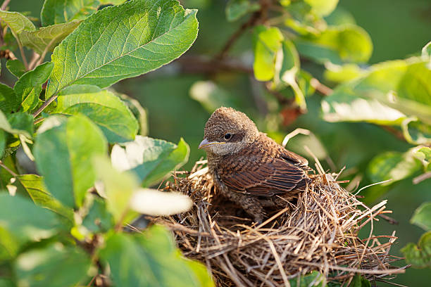 istock Baby bird in the nest 517308686