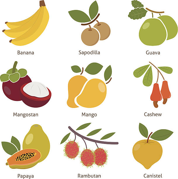 owoce i jagody - mangosteen green agriculture banana stock illustrations
