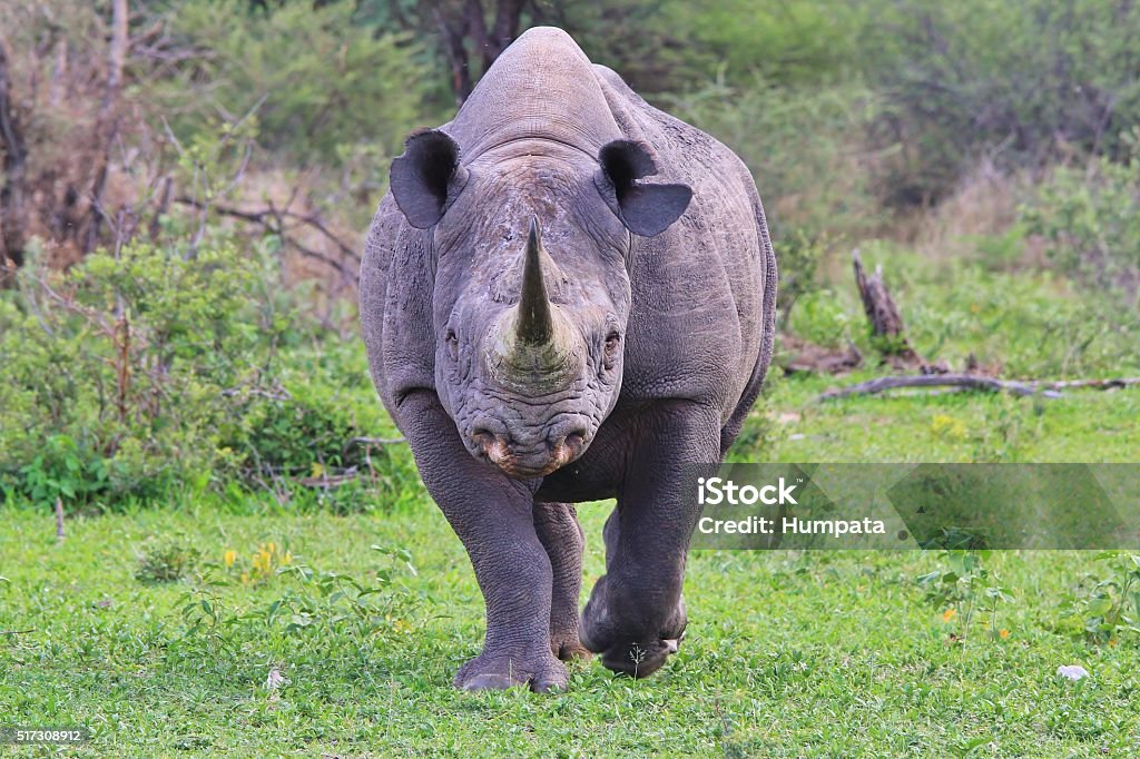 Black Rhino Rare And Endangered African Wildlife Stock Photo - Download
