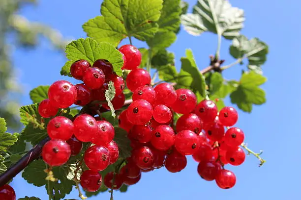 redberries on bush on sky background