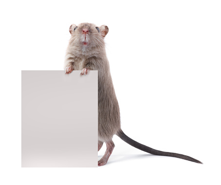 Gray rat isolated on a white background. Mouse for cutting and copying. Photo of a rodent for the inscription and title.
