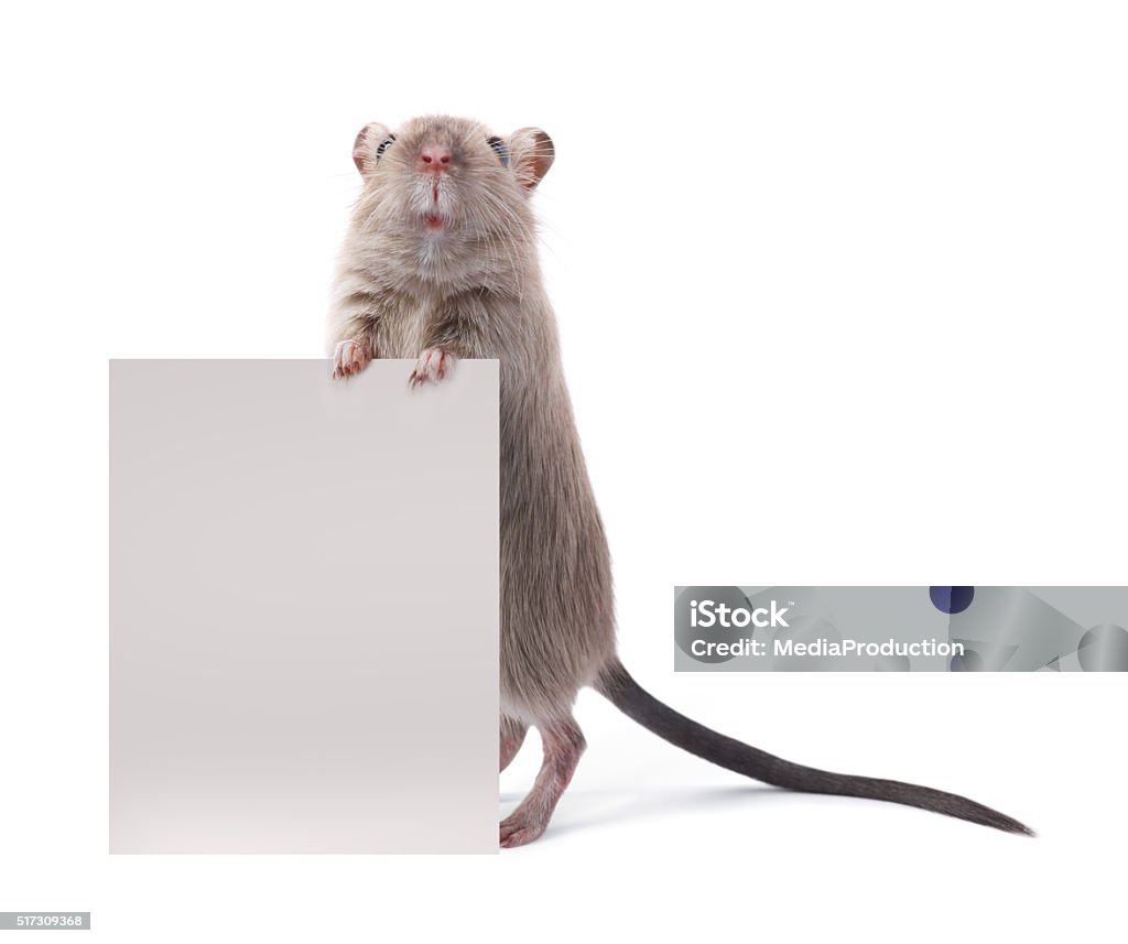 Cute rodent holding a sign Cute rodent (mouse/gerbil), standing on back feet and looking at the camera and holding a sign Mouse - Animal Stock Photo