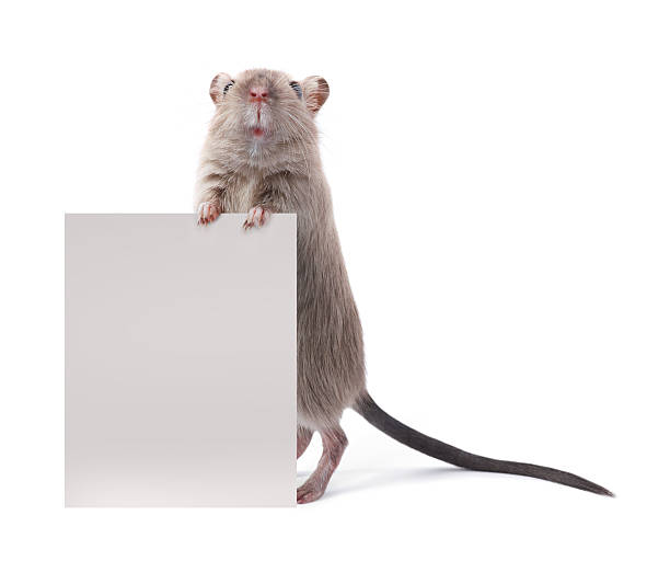 Cute rodent holding a sign Cute rodent (mouse/gerbil), standing on back feet and looking at the camera and holding a sign gerbil stock pictures, royalty-free photos & images