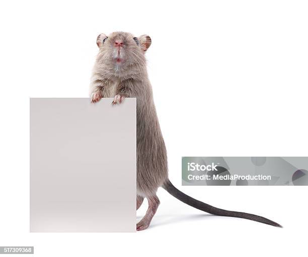 Cute Rodent Holding A Sign Stock Photo - Download Image Now - Mouse - Animal, White Background, Rat