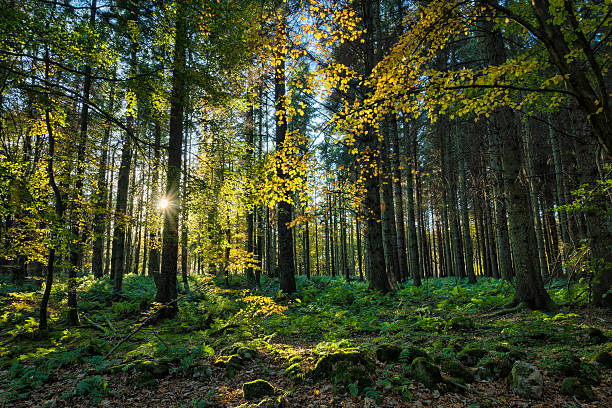 sol brilla a través de los árboles - sky forest root tree fotografías e imágenes de stock