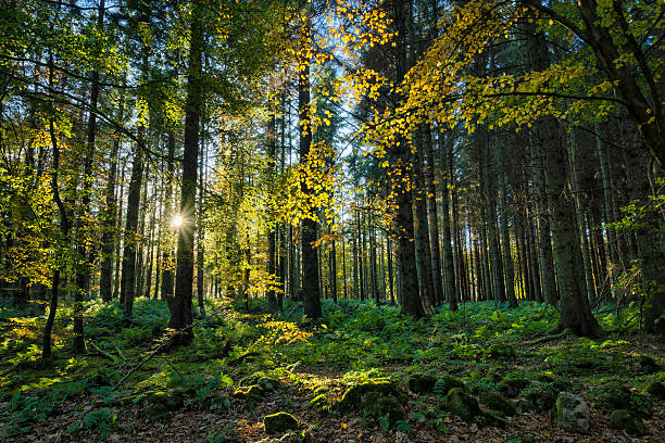 sole splende attraverso alberi - autumn tree root forest foto e immagini stock