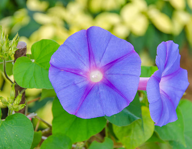 istock Beautiful blue petunia flowers 517309667