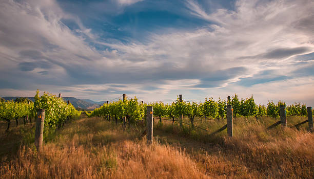 w pobliżu blenheim-nowa zelandia winnicy w dramatyczne niebo - marlborough region zdjęcia i obrazy z banku zdjęć