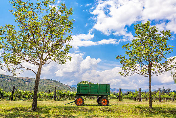 Green Wagon and Vineyard Green wagon framed by two trees on a vineyard near Villa de Leyva in Boyaca, Colombia boyacá department photos stock pictures, royalty-free photos & images