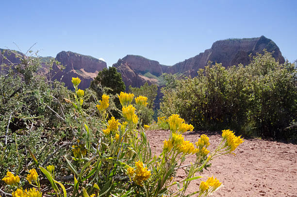 istock Western Grass-Leaf Goldenrod (Euthamia occidentalis) 517310884