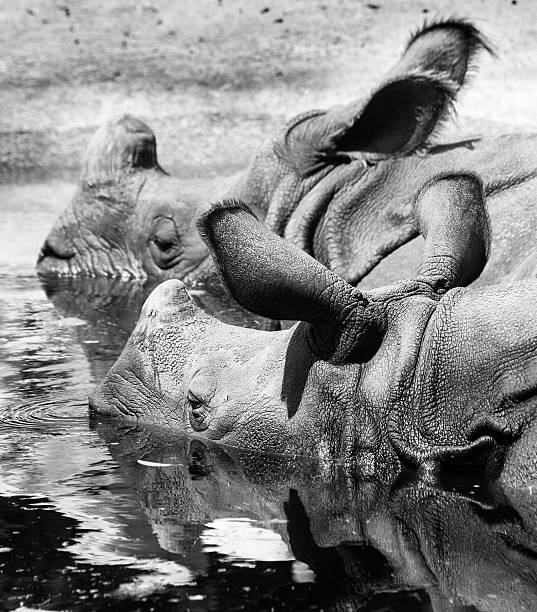 istock Rhino Portrait  in the water 517311475