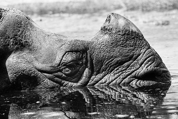 istock Rhino Portrait  in the water 517311477