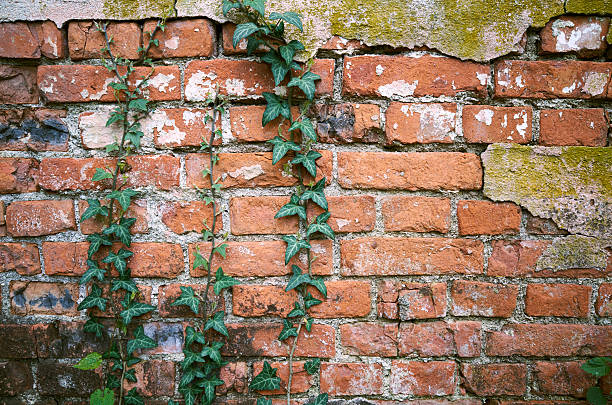 Green plants cover old red brick wall