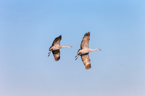 Two Sandhill Cranes flying,. 600mm lens. Canon 1Dx.