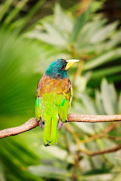 istock Exotic colorful bird sitting on a branch 517312956