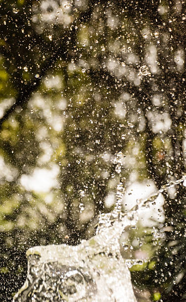 istock Water splash with tree in garden background 517313812