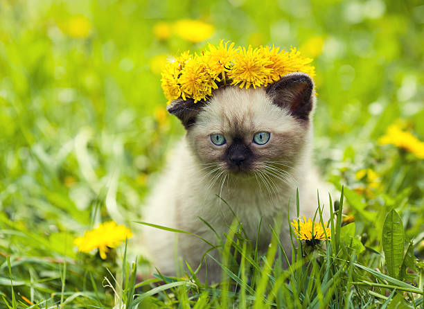istock Little kitten on the dandelion lawn 517314698