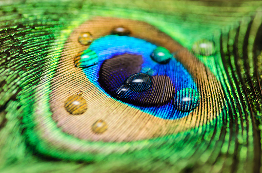 Peacock Peafowl Feather with Water Drops