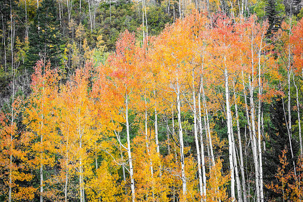 istock rocky mountain autumn landscape 517320951