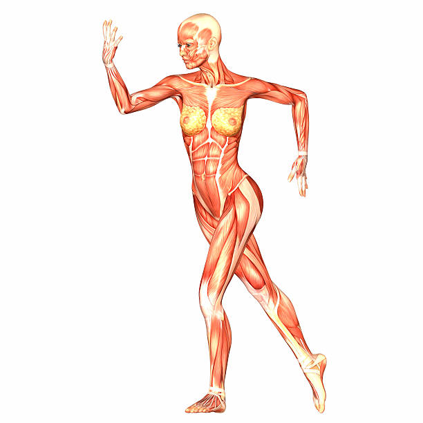 Illustration of the anatomy of the female body stock photo