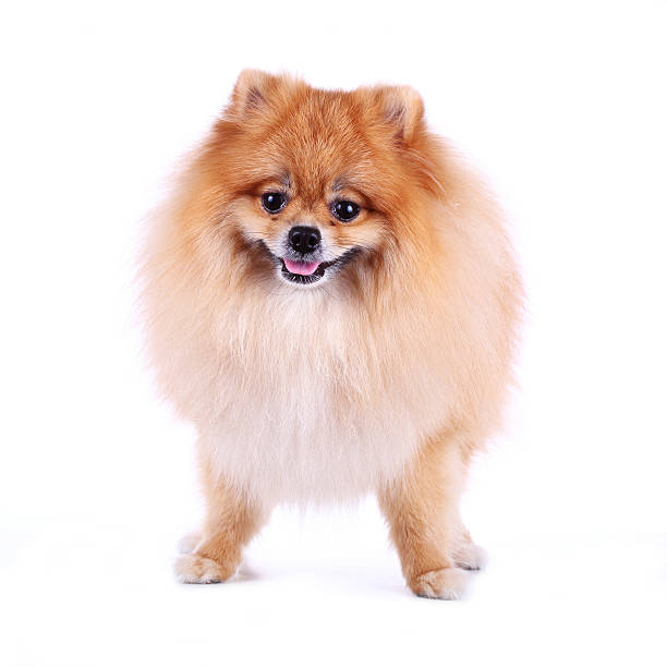 istock pomeranian dog smile on white background 517322387