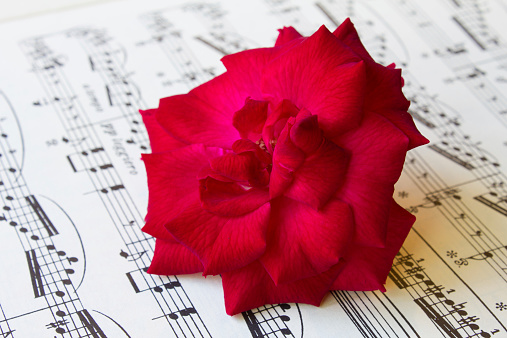 red rose on sheet music