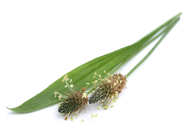 pisang raja ribwort (plantago lanceolata) - plantaginales potret stok, foto, & gambar bebas royalti