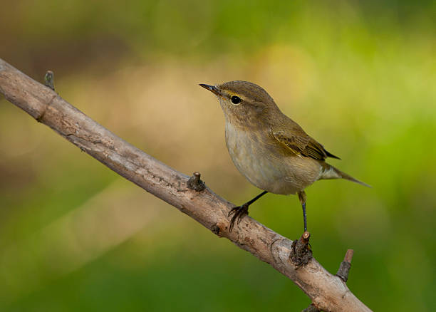istock common chiffchaff, or simply the chiffchaff, (Phylloscopus collybita) 517324083