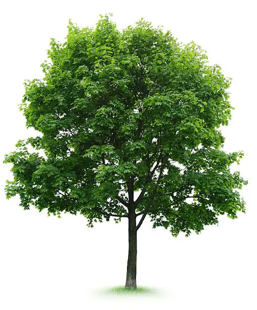 Photo of Maple Tree