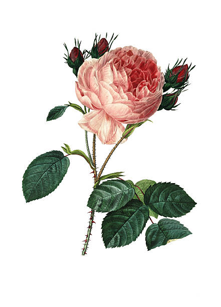 illustrations, cliparts, dessins animés et icônes de rosa centifolia/redoute fleur illustrations - rose single flower flower stem