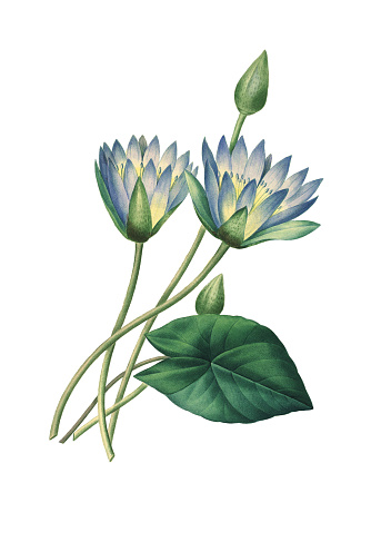 High resolution illustration of a Nymphaea caerulea, known as blue lotus (or blue Egyptian lotus), but also blue water lily (or blue Egyptian water lily), and sacred blue lily (or sacred narcotic lily of the nile). Isolated on white background. Engraving by Pierre-Joseph Redoute. Published in Choix Des Plus Belles Fleurs, Paris (1827).