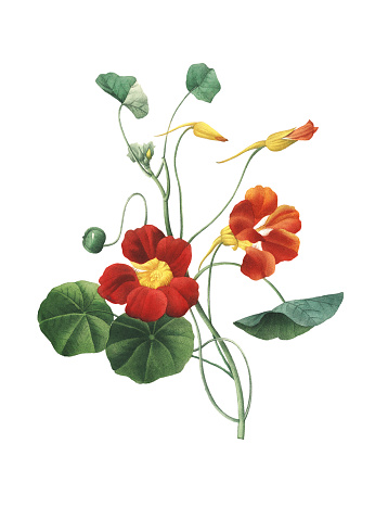 High resolution illustration of a Nasturtium, isolated on white background. Engraving by Pierre-Joseph Redoute. Published in Choix Des Plus Belles Fleurs, Paris (1827).