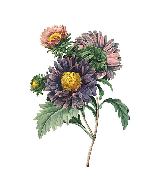 ilustrações, clipart, desenhos animados e ícones de callistephus/redoute flor ilustrações - illustration and painting old fashioned purple vertical