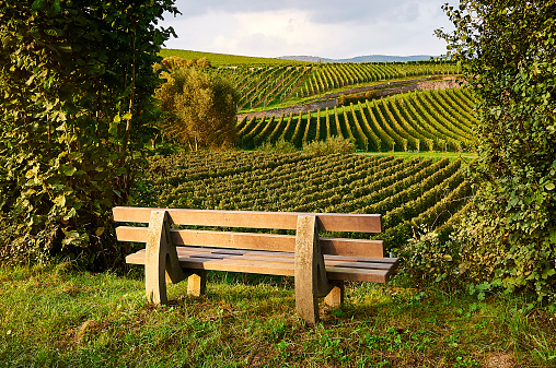 Bench in front of vineyards, October 2014, Rheingau in Germany