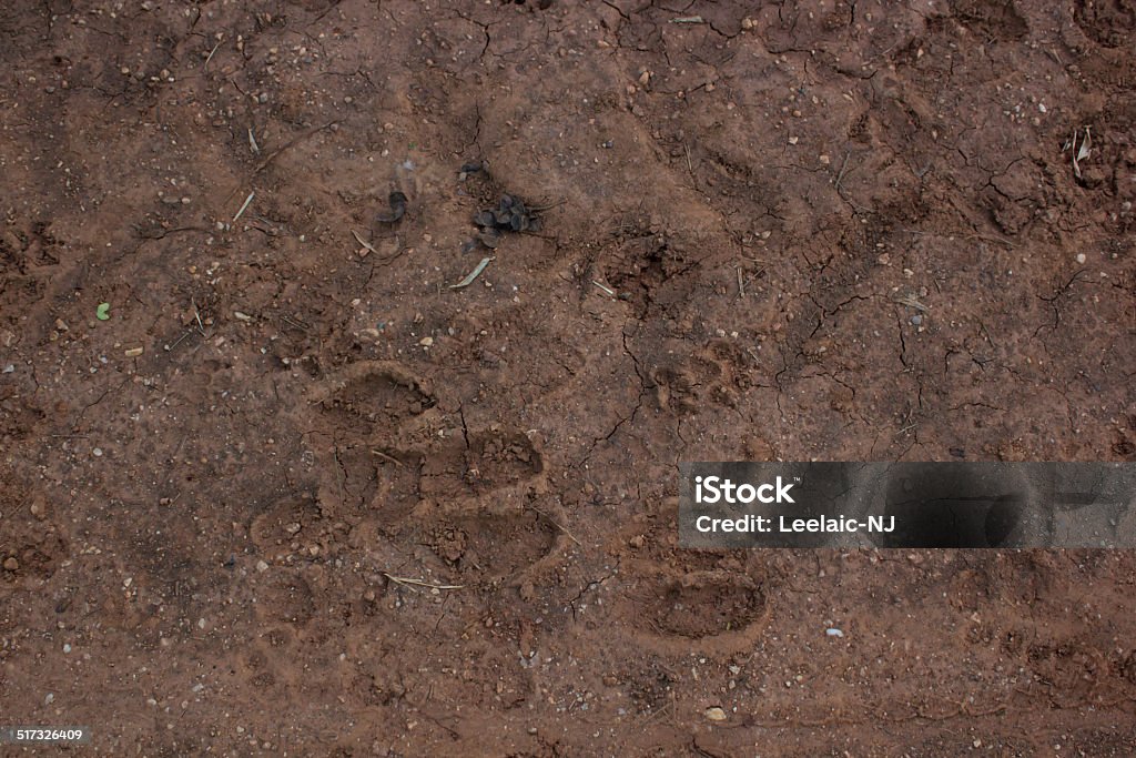 Cow's footprint Animal Stock Photo