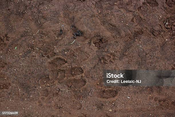 Cows Footprint Stock Photo - Download Image Now - Animal, Animal Body Part, Animal Foot