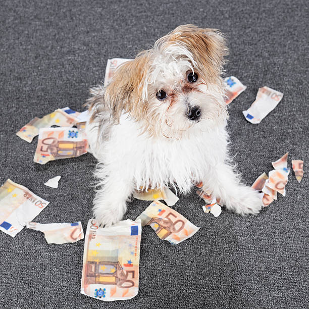 щенок с растрепанными банкноты - torned стоковые фото и изображения