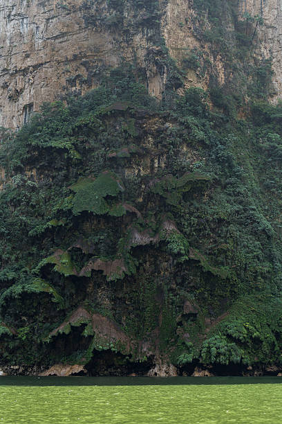 Christmas tree) Waterfall. Sumidero Cayon, Chiapas, Mexico Christmas tree Waterfall. Sumidero Cayon, Chiapas, Mexico mexico chiapas cañón del sumidero stock pictures, royalty-free photos & images