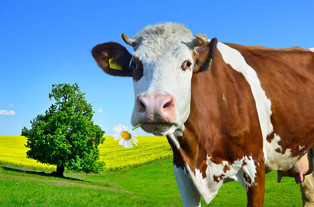 istock Young cows grazing on a green meadow 517334648
